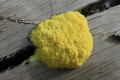 Yellow Slime Mold