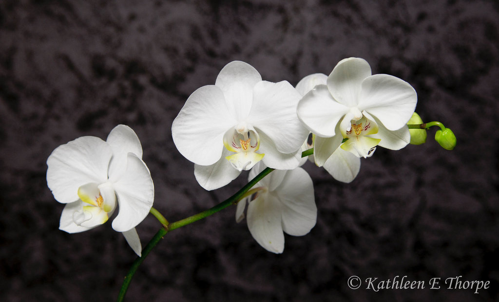 Phalaenopsis White Mottled Background 41712  Explore May 11, 2012 #498