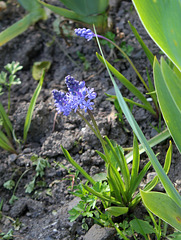 Muscari litardieri