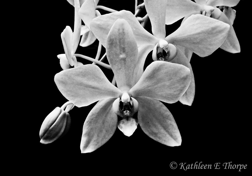 Orchid b&w Eureka Springs 032613