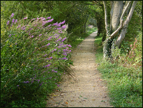 a stroll on Fiddler's Island