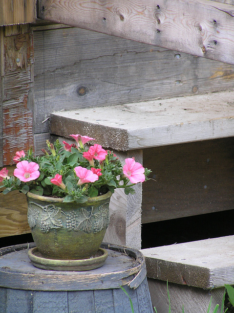 Angles & Lines, softened by flowers.