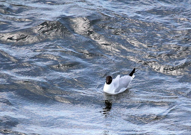 Auf den Nordseewellen schaukeln