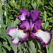 Iris ' Footlose'