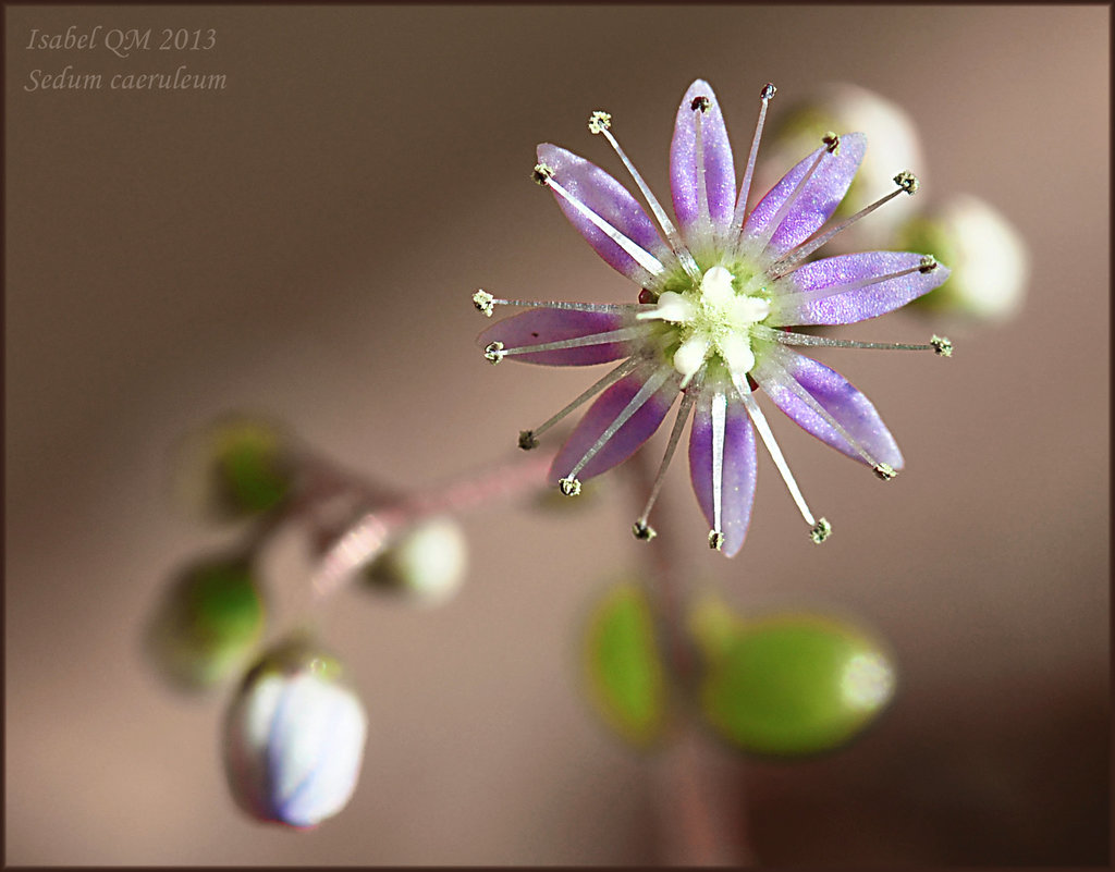 Sedum caeruleum -  diam. 7mm