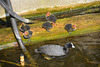 Coot Family