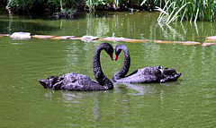 Black Swans