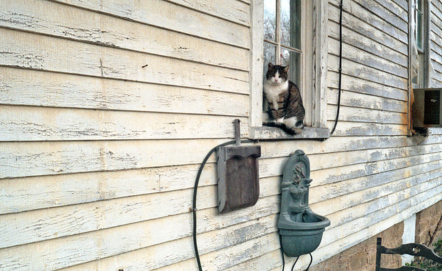 Cricket On The Windowsill