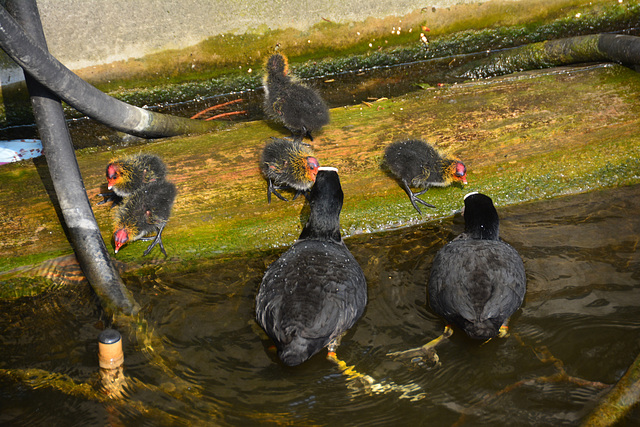 Coot Family