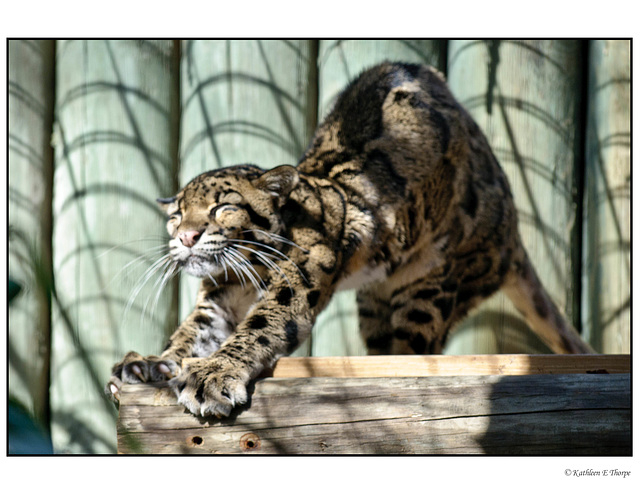 Clouded Leopard Contented