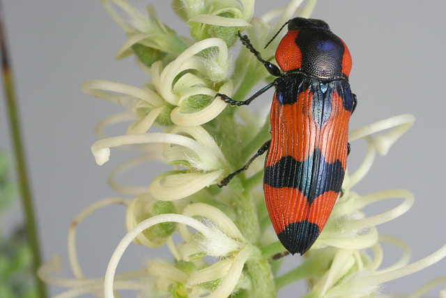 Castiarina gibbicollis, PL0830E