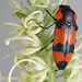 Castiarina gibbicollis, PL0830E