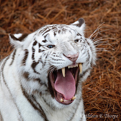 White Tiger Snarl