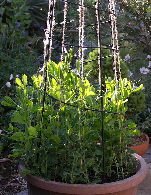 Here come the Sweet Peas