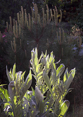 Cardoon, Corsican Pine