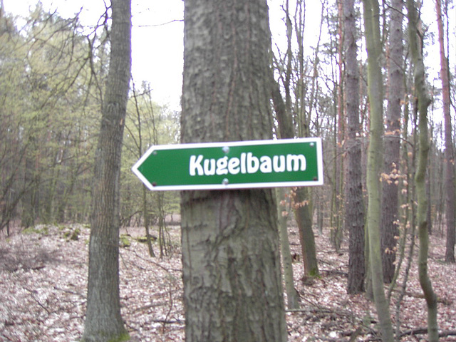 Zum Kugelbaum...