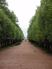 Allee in Peterhof