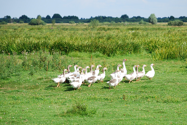 die Gänse auf der Weide