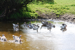 die Gänse im Fluss