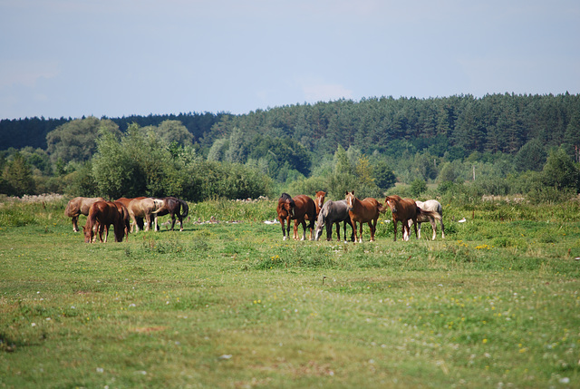 die Pferde auf dem Weide