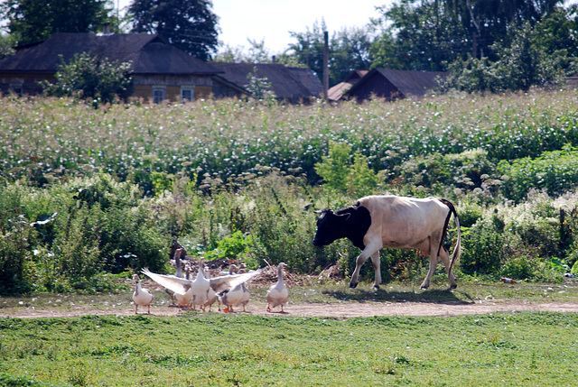 Kuh und Gänse