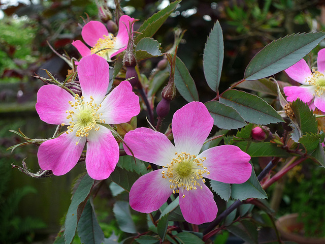 Rosa glauca