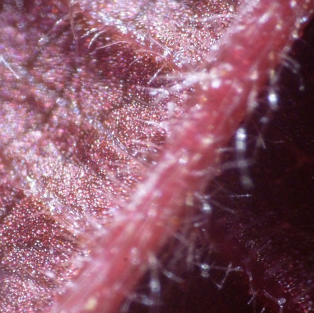 Underside of a purple hazel leaf