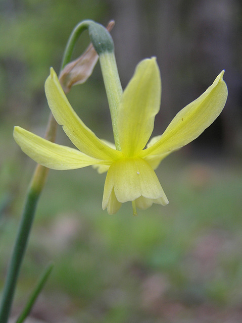 ummmm....yeah; yellow flower.