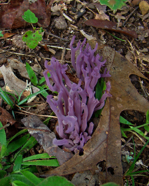 Violet Coral