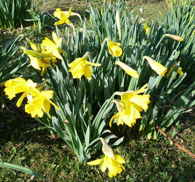 Daffodils