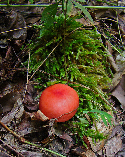 Red mushroom and moss