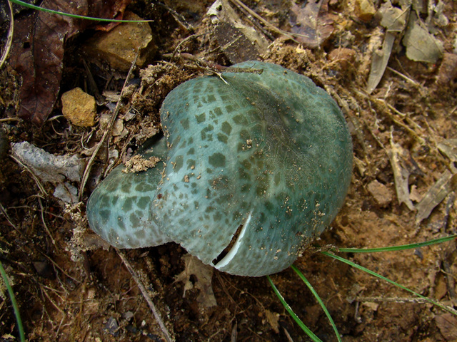 Blue and brown speckled mushroom