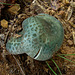 Blue and brown speckled mushroom