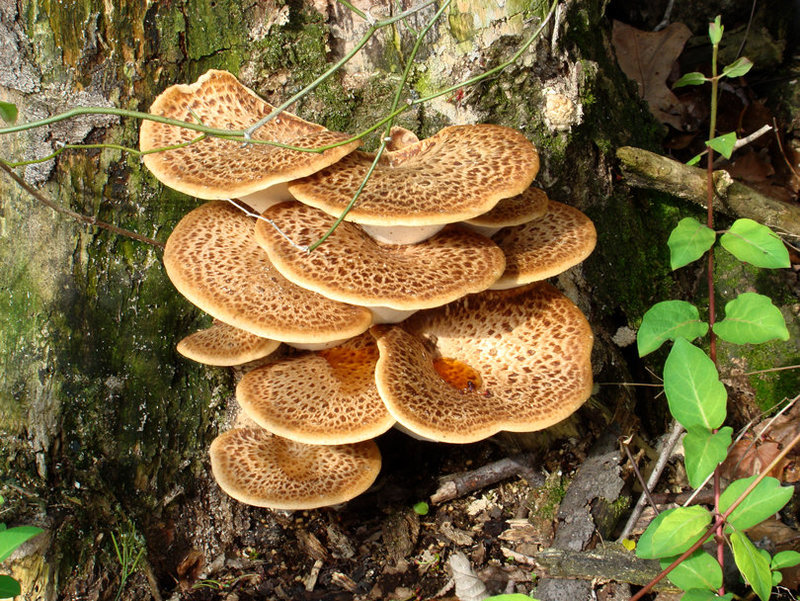 Bracket fungus