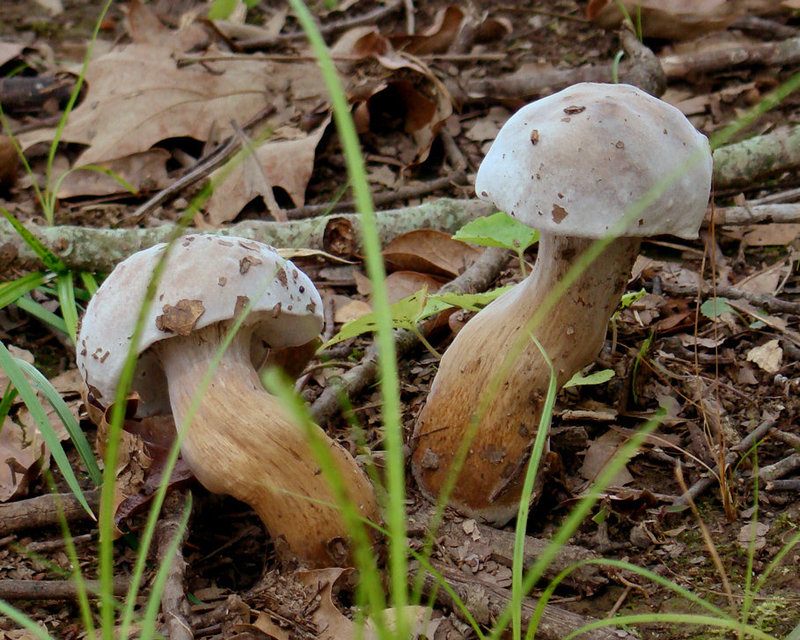 Fat mushrooms