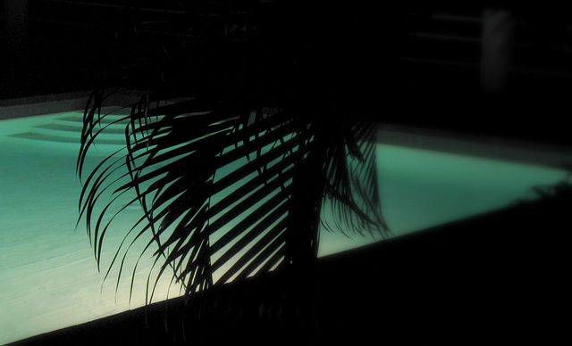 Night palm