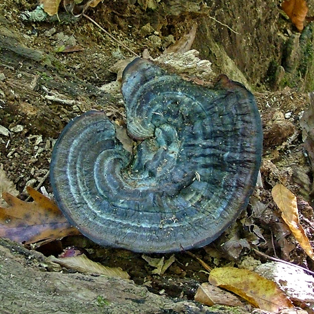 Blue grey fungus