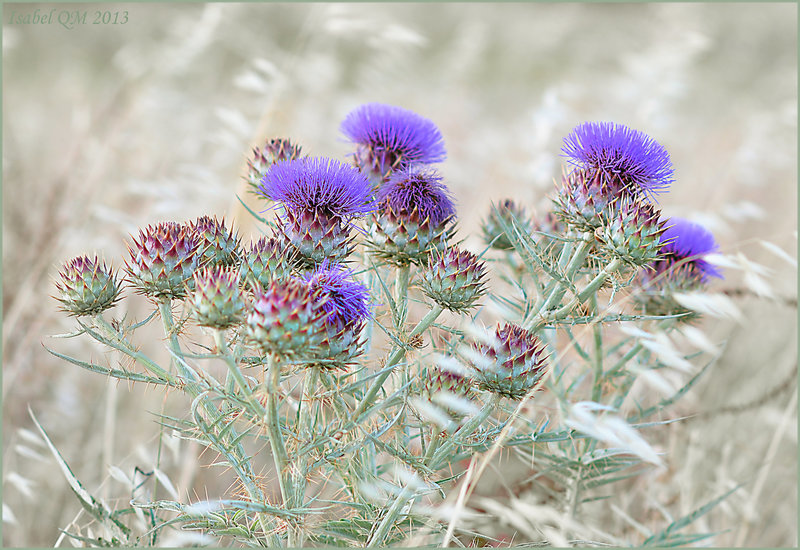 Poesia da terra sedenta, Cynara flavescens