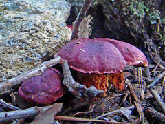 Dark red mushroom