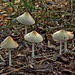 Mushroom colony