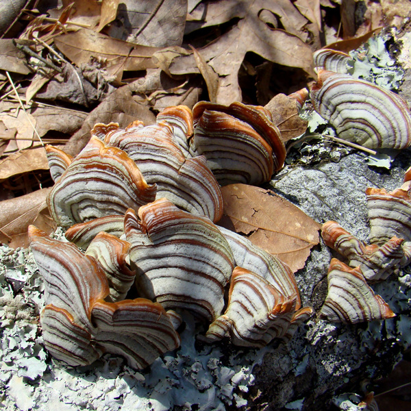 Fungus on dead oak branch