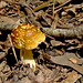 Yellow Spotted Brown Mushroom