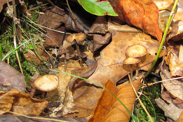 Small Mushrooms