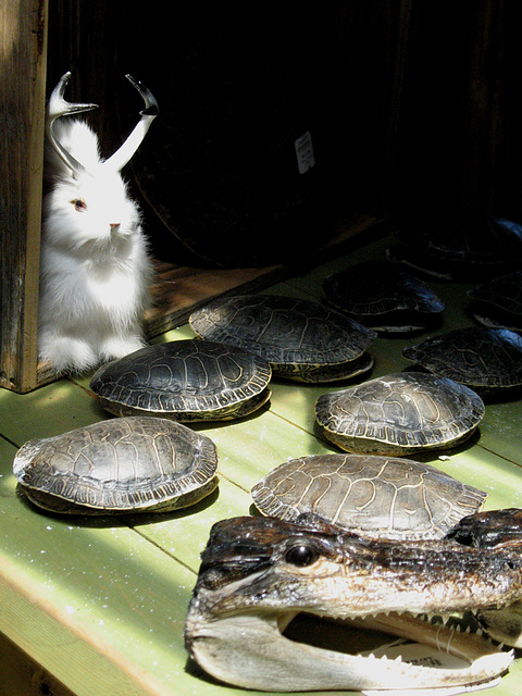 Jackalope with 'gator