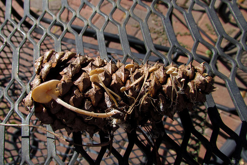 Mushrooms Growing on Pine Cone