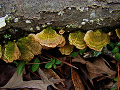 Bracket Fungus with Green Algae