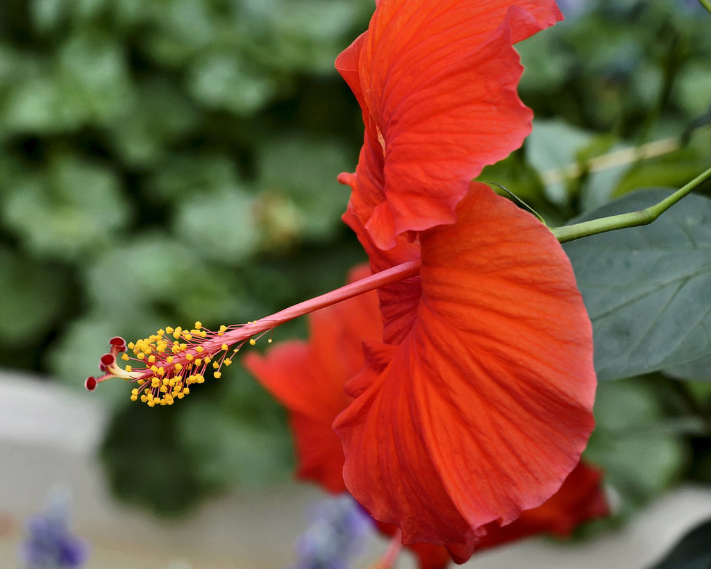 Hibiscus – Phipps Conservatory, Pittsburgh, Pennsylvania