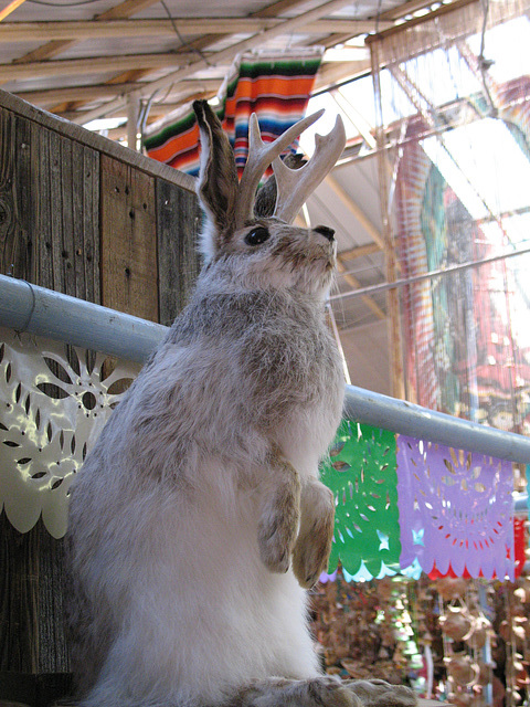 Jackalope