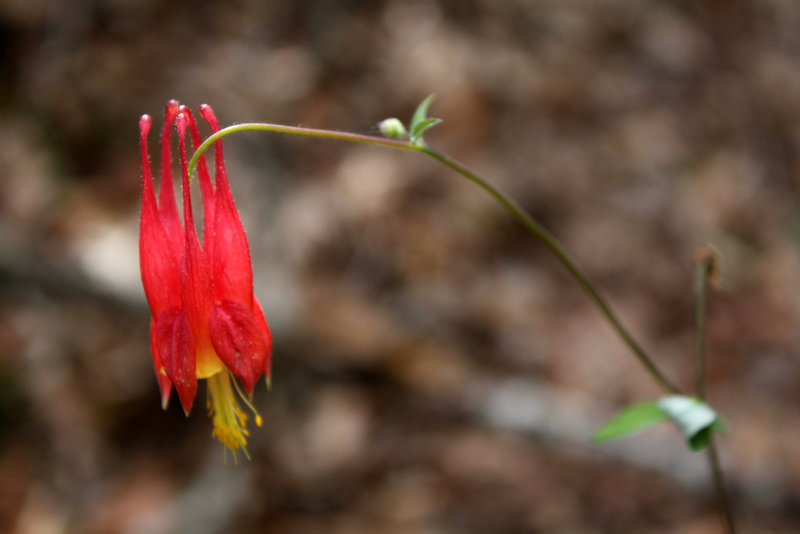 Red columbine