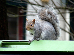 Grey Squirrel Looking for Food #1